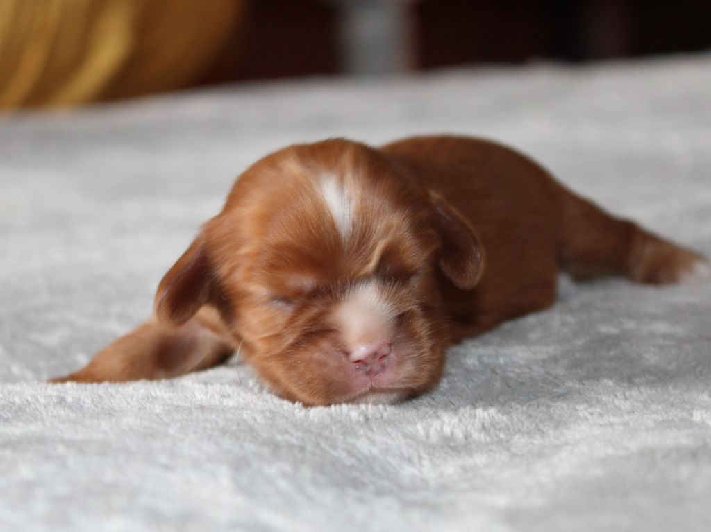 du clos d'Arlequin - Chiots disponibles - Cavalier King Charles Spaniel