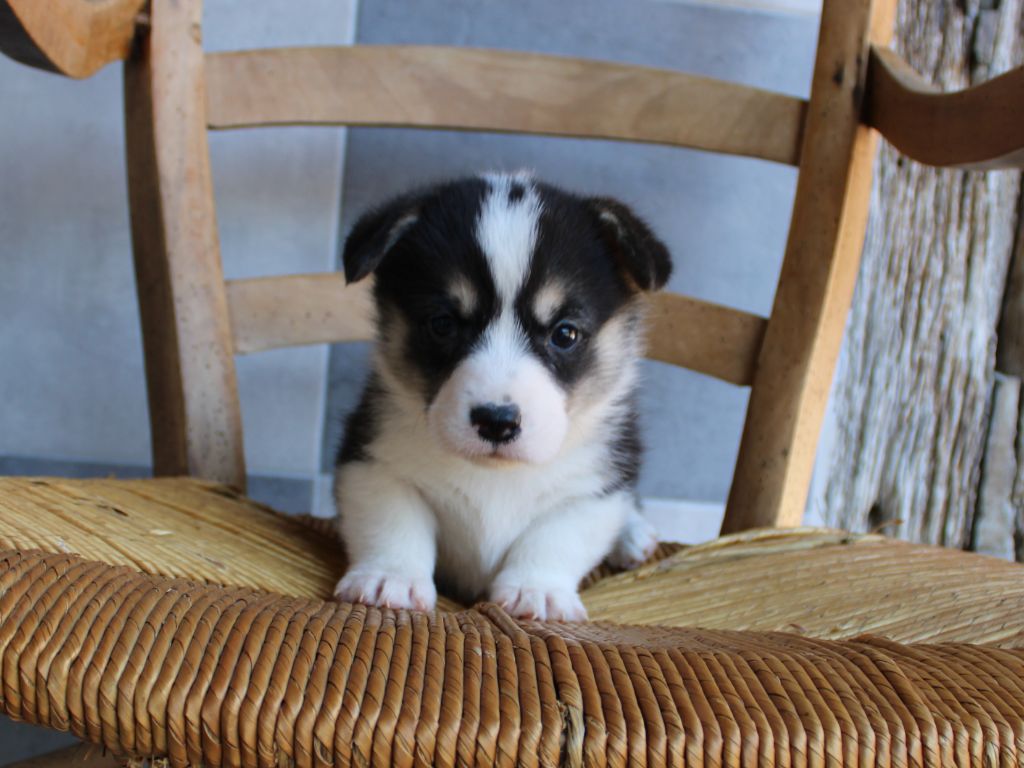 du clos d'Arlequin - Chiots disponibles - Welsh Corgi Pembroke