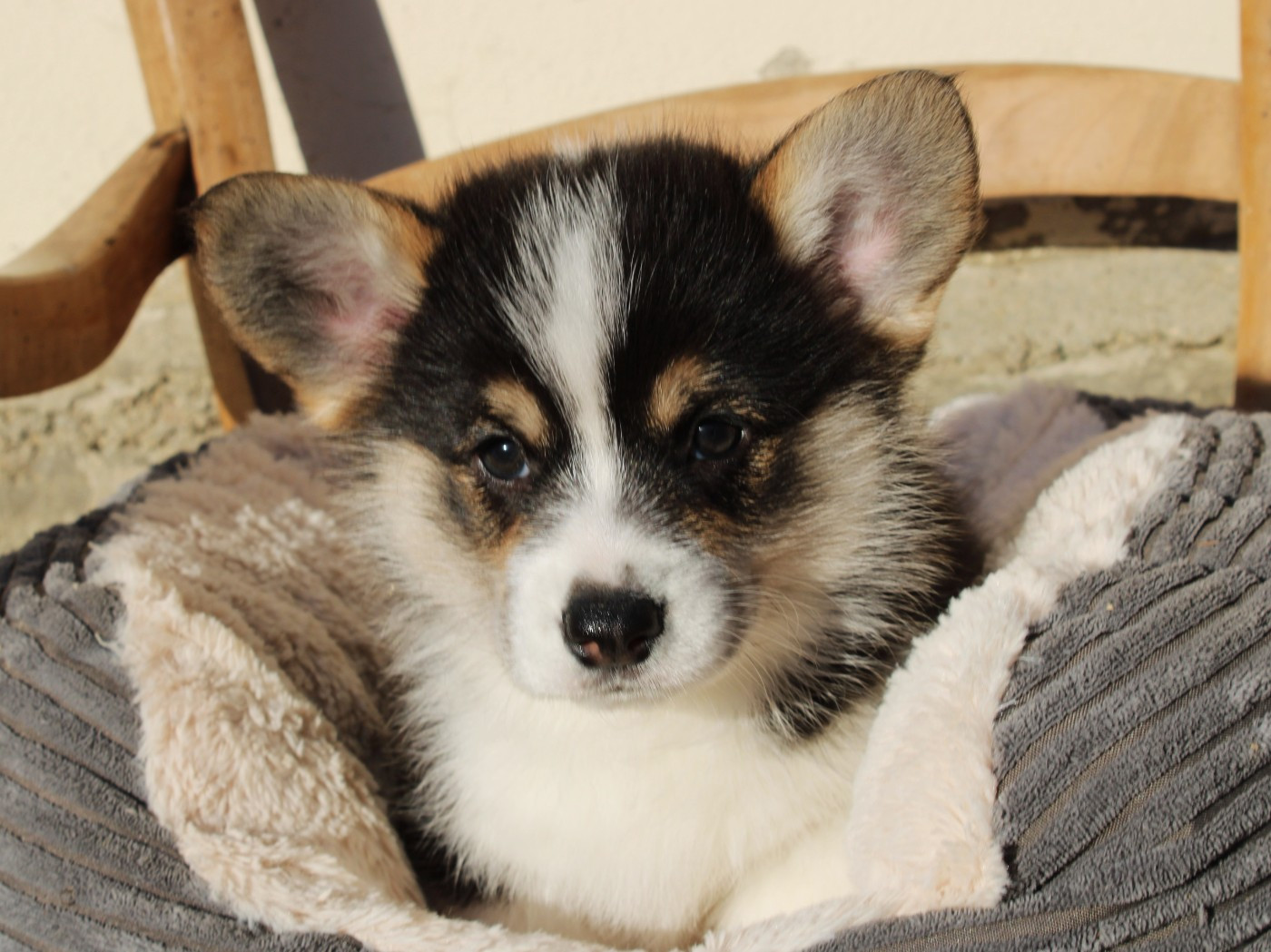 du clos d'Arlequin - Chiots disponibles - Welsh Corgi Pembroke