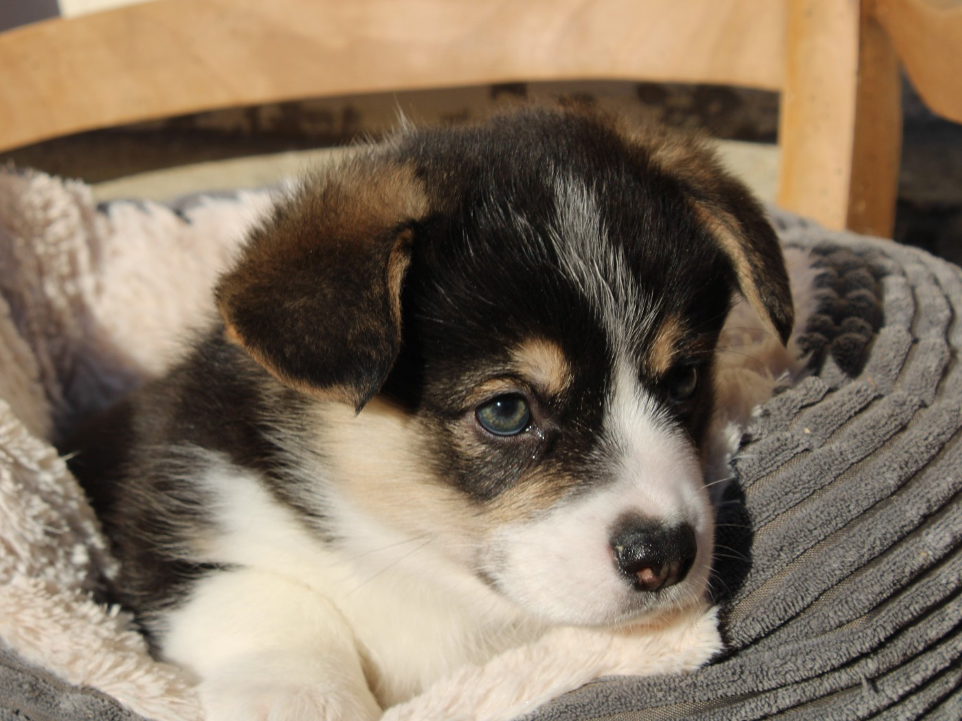 du clos d'Arlequin - Chiots disponibles - Welsh Corgi Pembroke