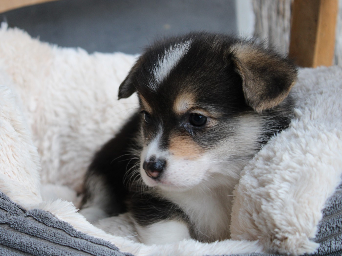 du clos d'Arlequin - Chiots disponibles - Welsh Corgi Pembroke