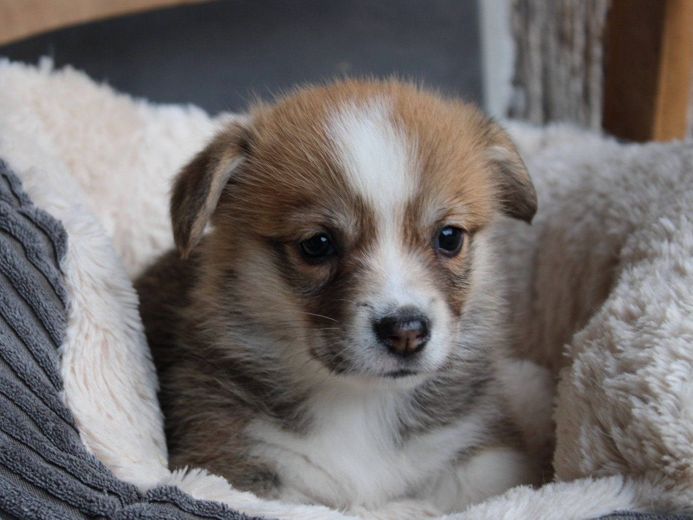 du clos d'Arlequin - Chiots disponibles - Welsh Corgi Pembroke