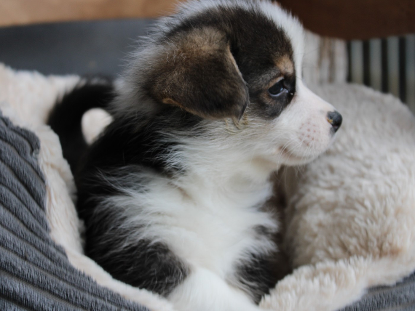 du clos d'Arlequin - Chiots disponibles - Welsh Corgi Pembroke