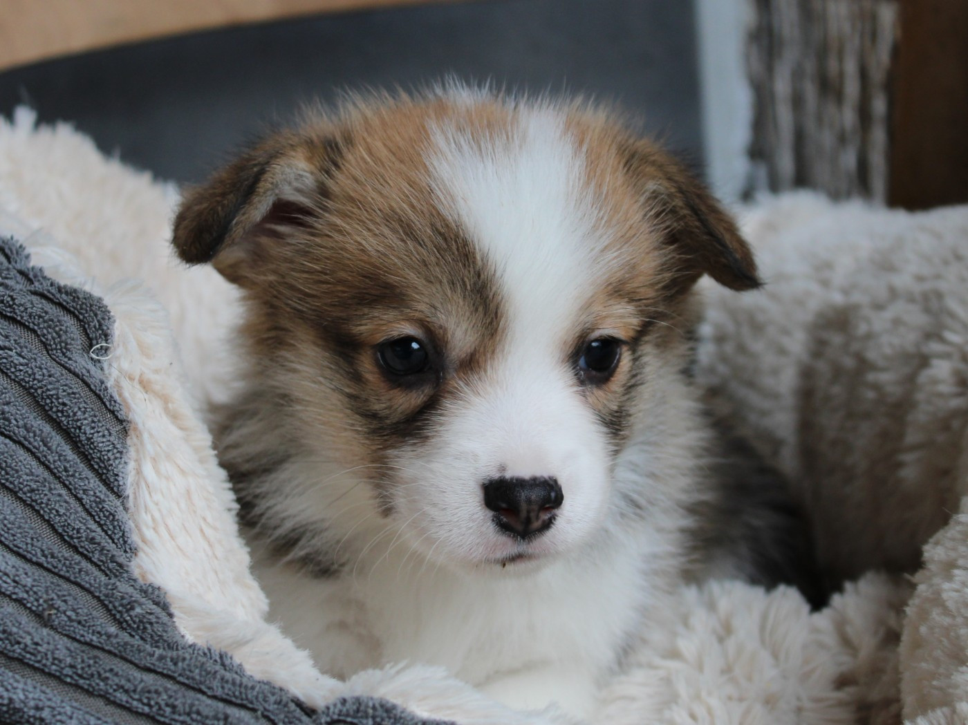 du clos d'Arlequin - Chiots disponibles - Welsh Corgi Pembroke