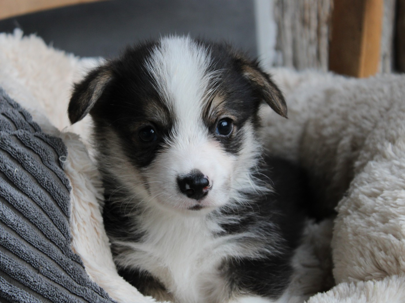 du clos d'Arlequin - Chiots disponibles - Welsh Corgi Pembroke