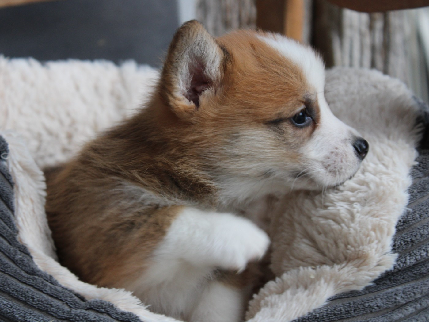 du clos d'Arlequin - Chiots disponibles - Welsh Corgi Pembroke