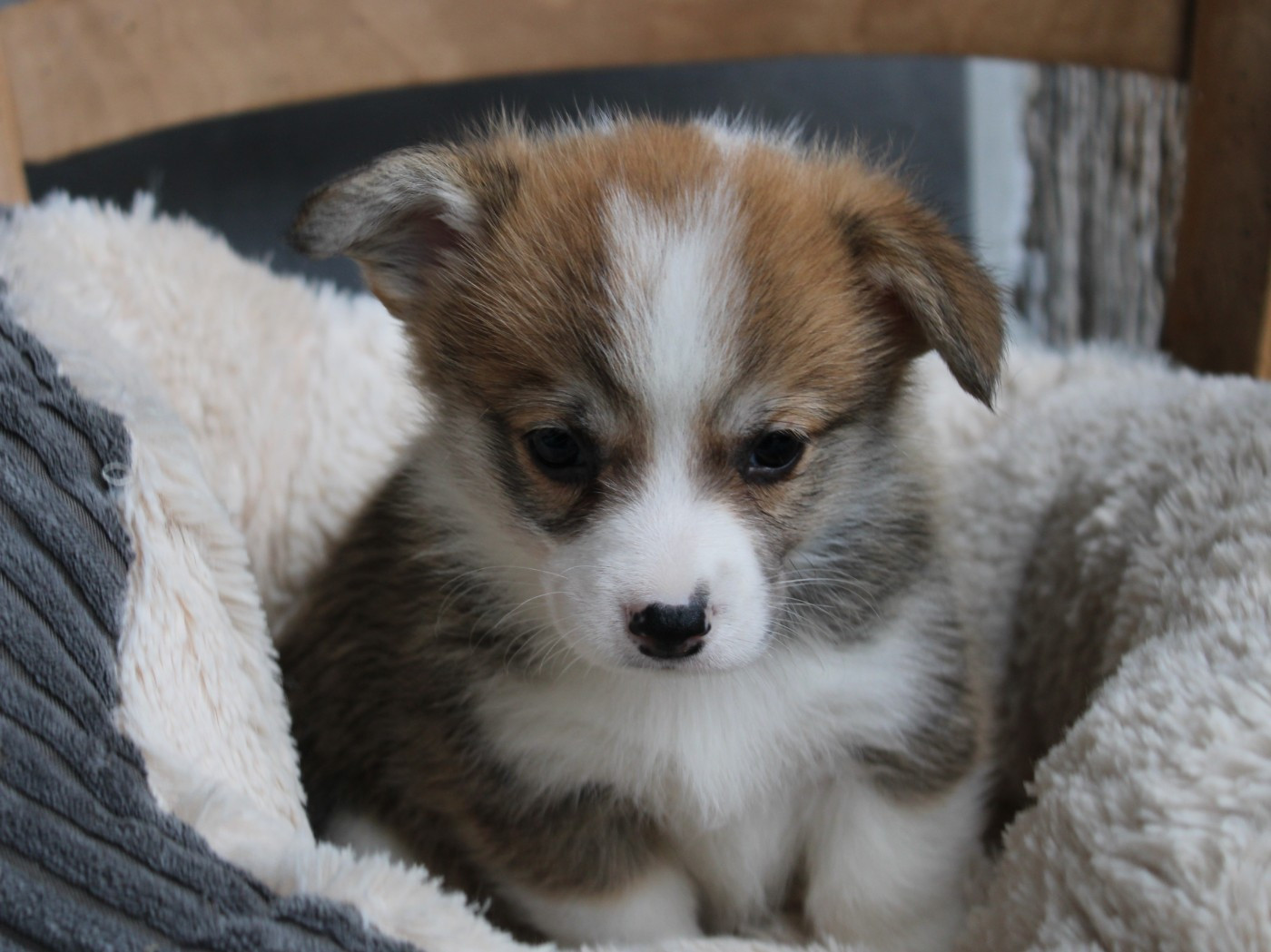 du clos d'Arlequin - Chiots disponibles - Welsh Corgi Pembroke