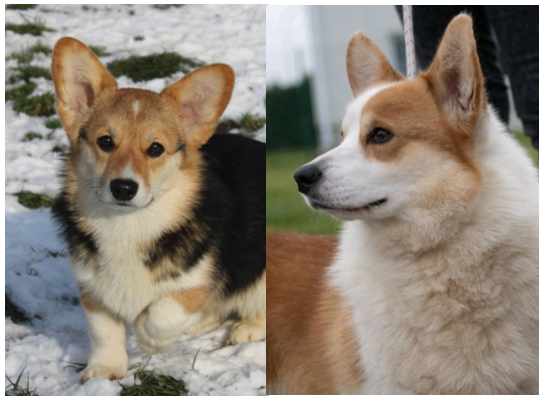 Chiot Welsh Corgi Pembroke du clos d'Arlequin