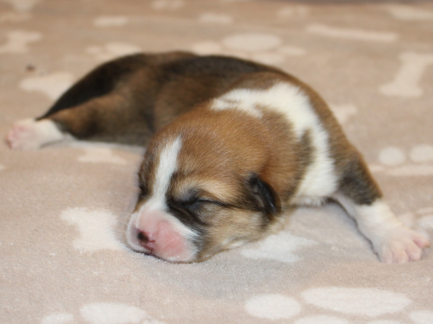 du clos d'Arlequin - Chiots disponibles - Welsh Corgi Pembroke