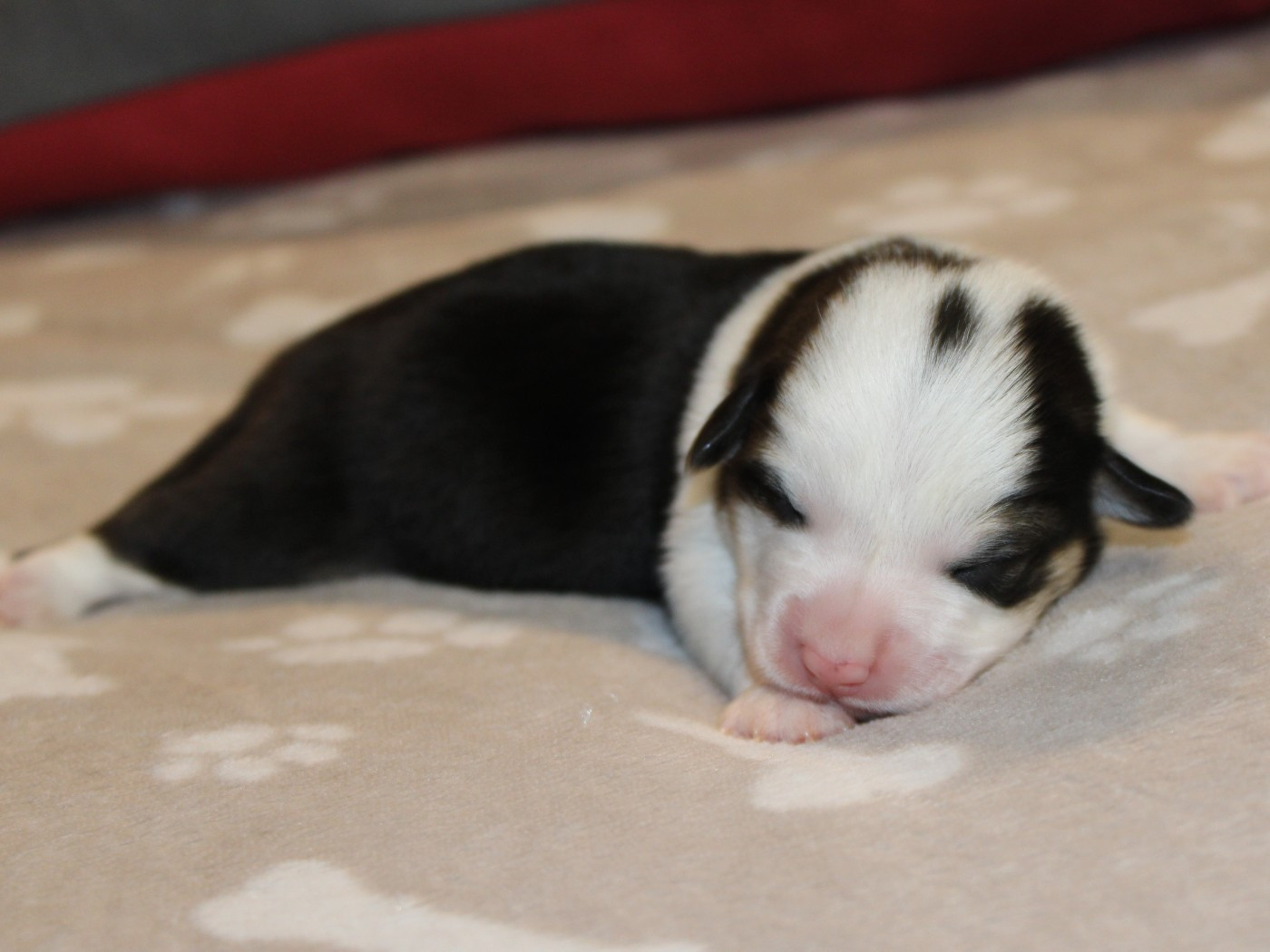du clos d'Arlequin - Chiots disponibles - Welsh Corgi Pembroke
