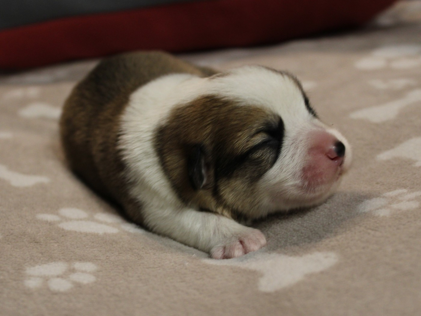 du clos d'Arlequin - Chiots disponibles - Welsh Corgi Pembroke