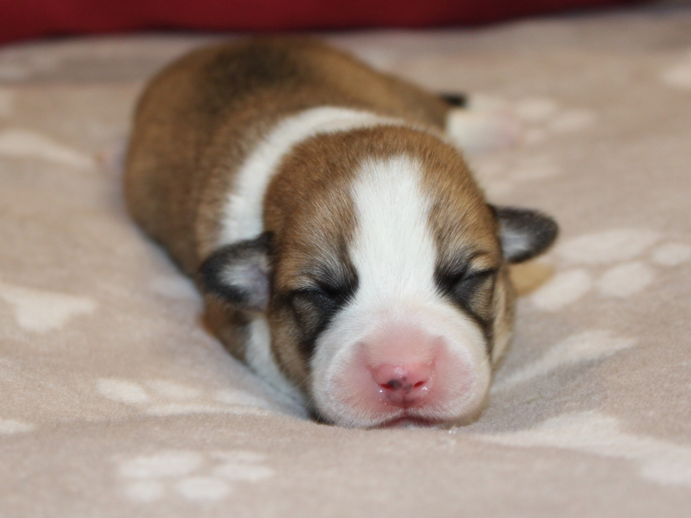 du clos d'Arlequin - Chiots disponibles - Welsh Corgi Pembroke
