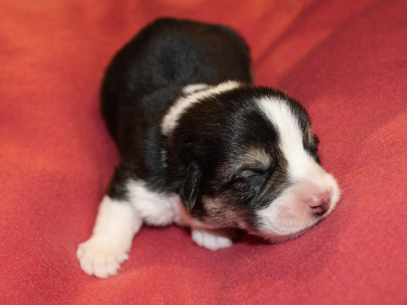 du clos d'Arlequin - Chiots disponibles - Welsh Corgi Pembroke
