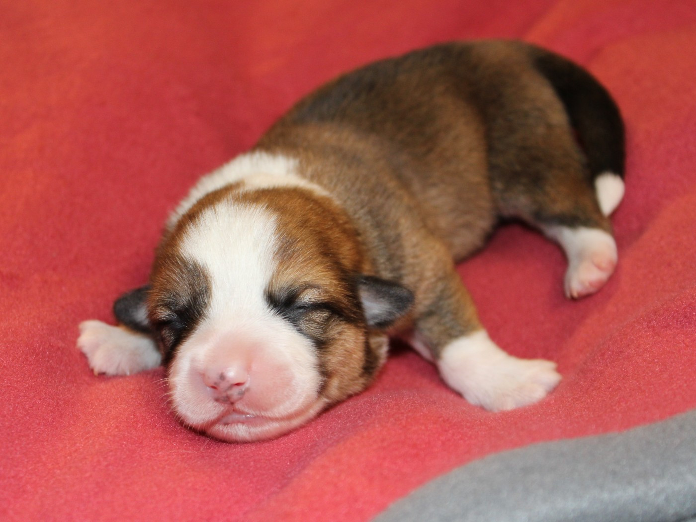 du clos d'Arlequin - Chiots disponibles - Welsh Corgi Pembroke