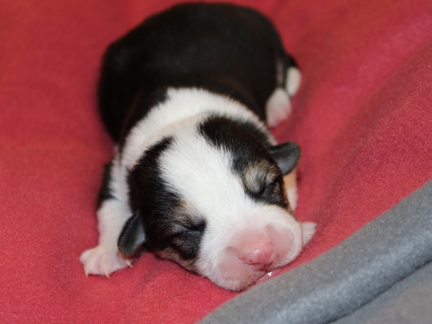 du clos d'Arlequin - Chiots disponibles - Welsh Corgi Pembroke