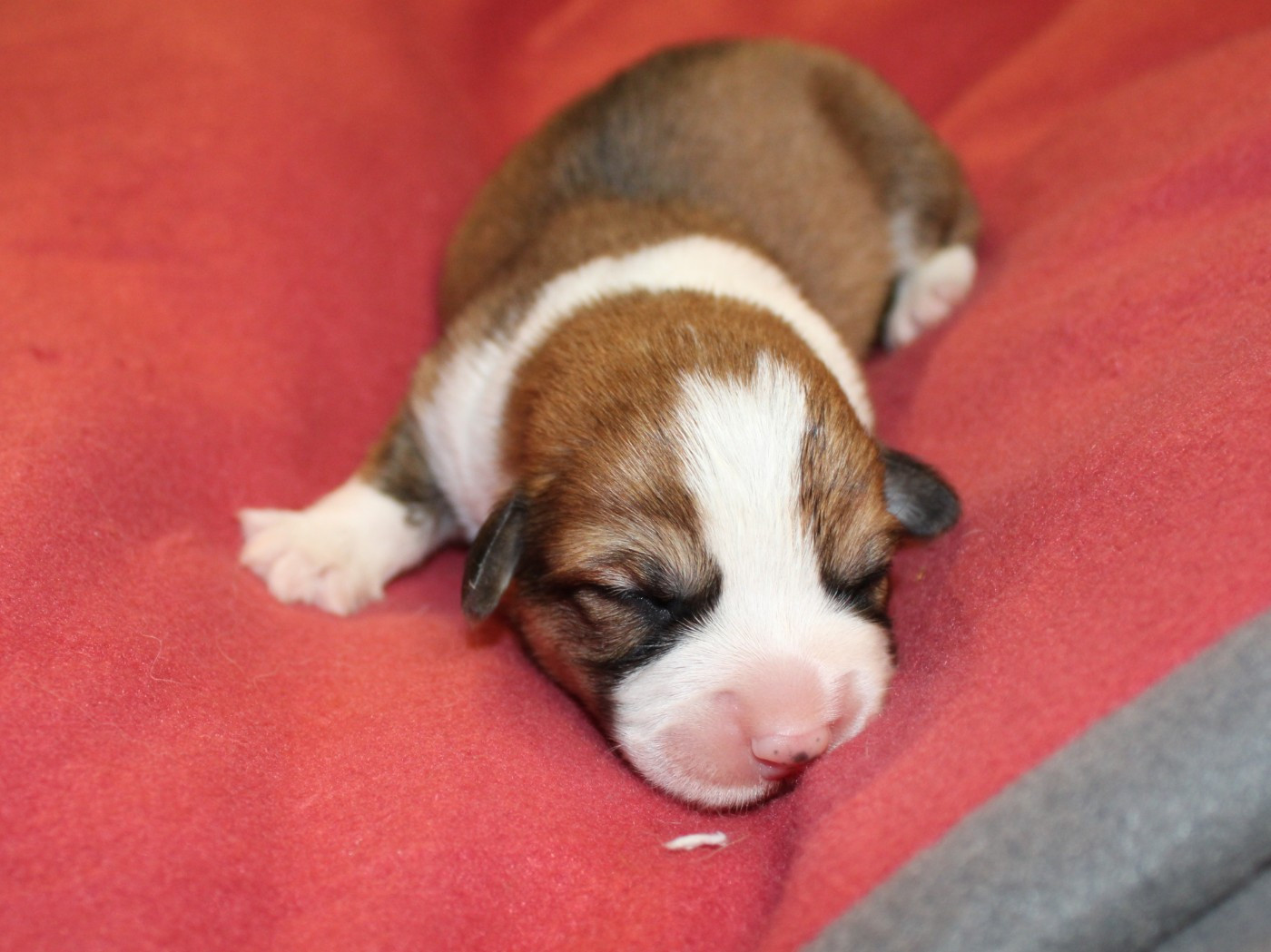 du clos d'Arlequin - Chiots disponibles - Welsh Corgi Pembroke