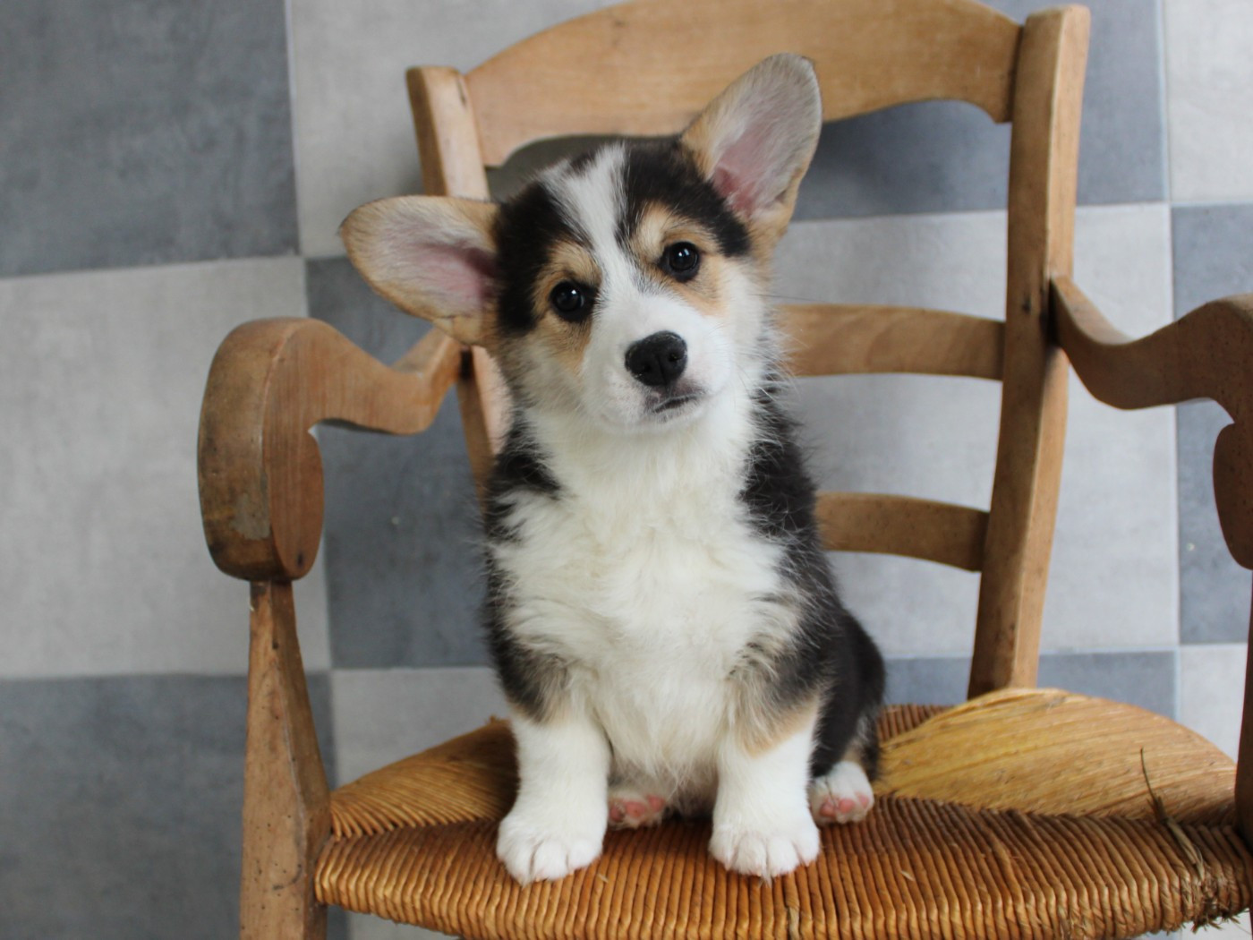 du clos d'Arlequin - Chiots disponibles - Welsh Corgi Pembroke