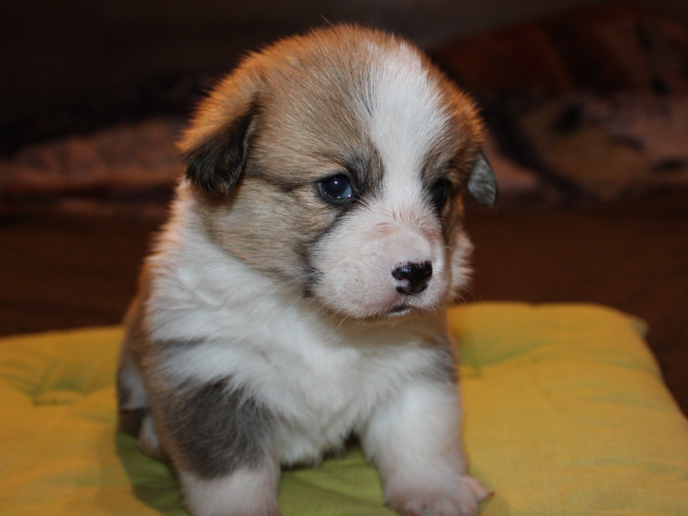 du clos d'Arlequin - Chiots disponibles - Welsh Corgi Pembroke