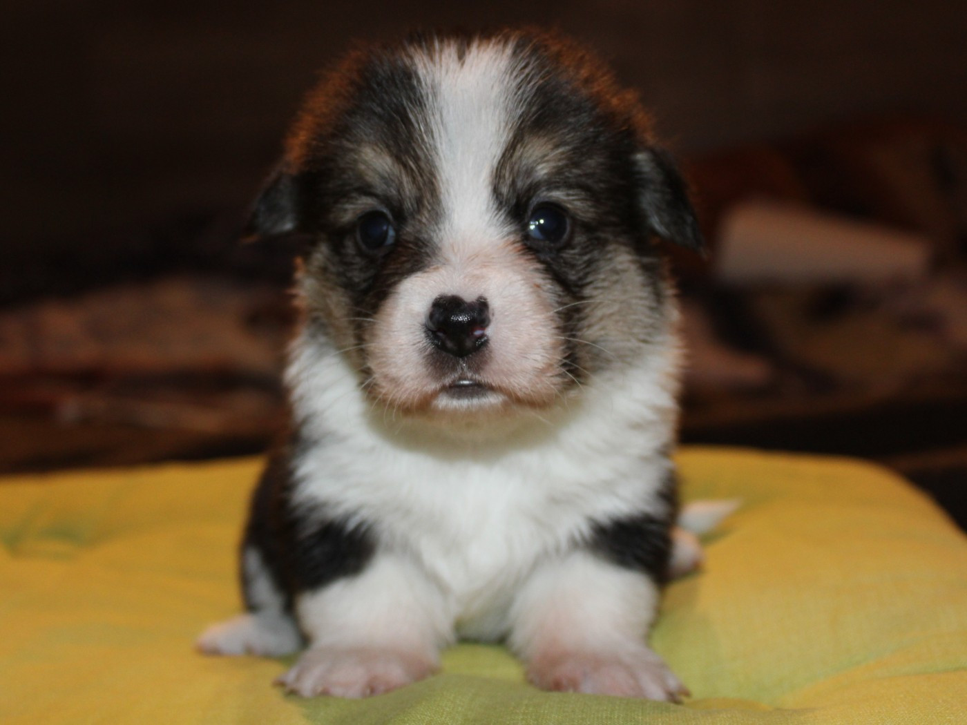 du clos d'Arlequin - Chiots disponibles - Welsh Corgi Pembroke