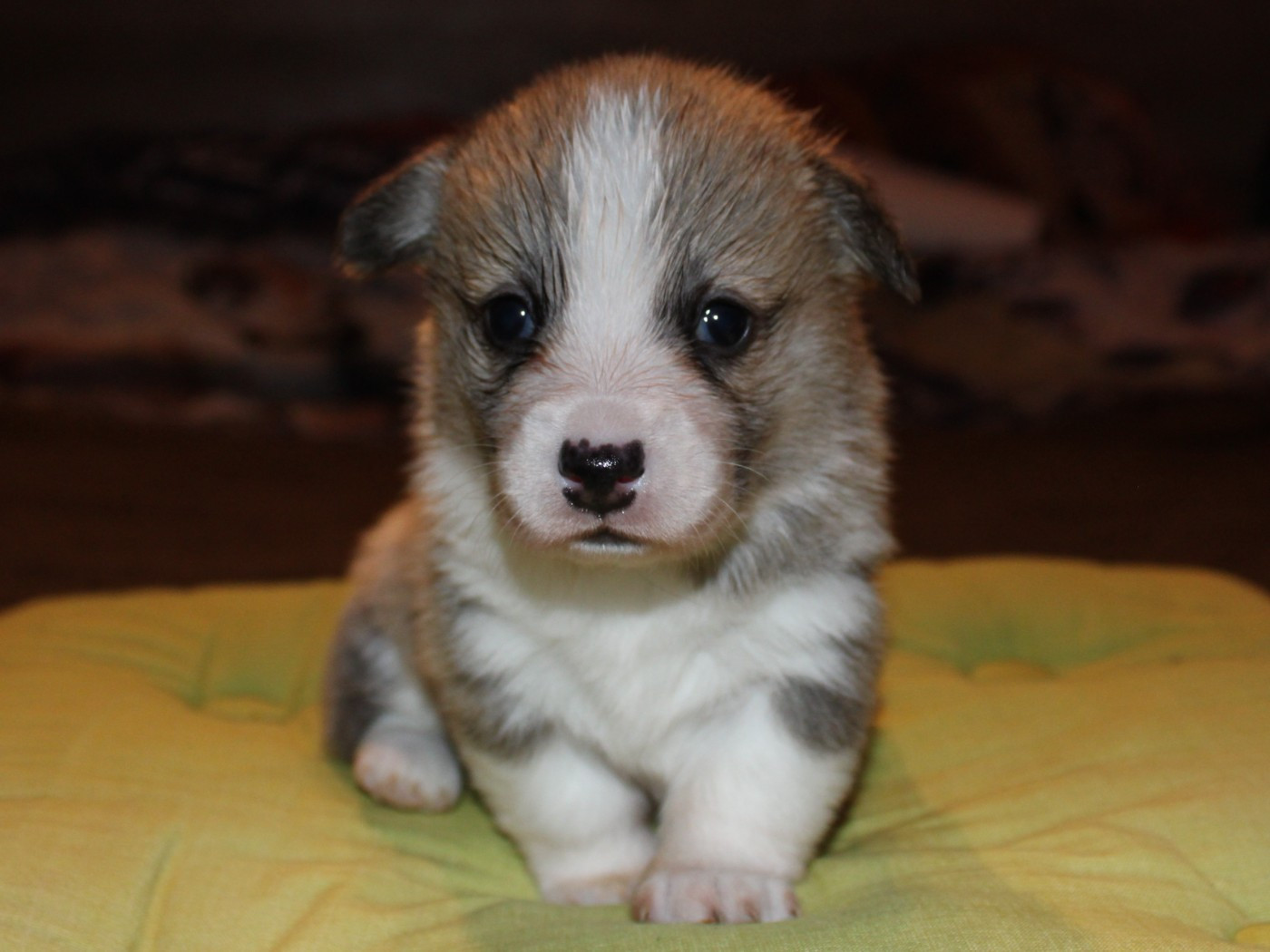 du clos d'Arlequin - Chiots disponibles - Welsh Corgi Pembroke
