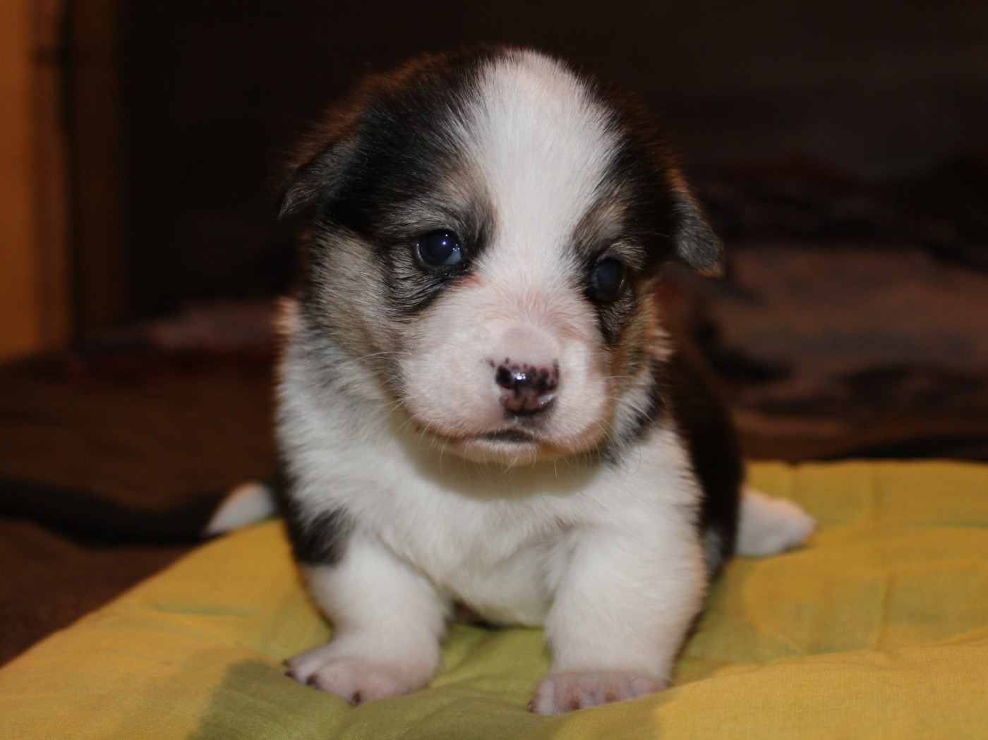 du clos d'Arlequin - Chiots disponibles - Welsh Corgi Pembroke