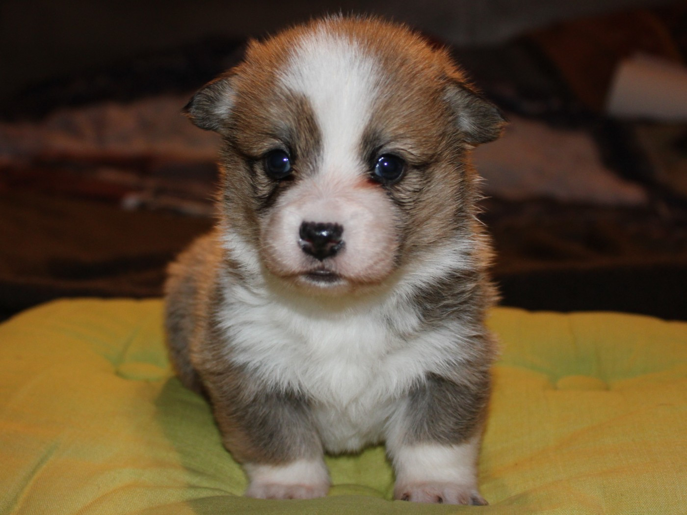 du clos d'Arlequin - Chiots disponibles - Welsh Corgi Pembroke
