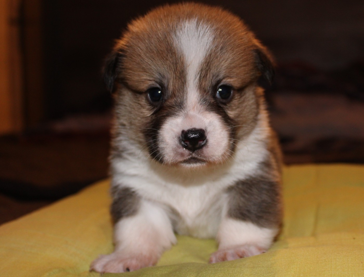 du clos d'Arlequin - Chiots disponibles - Welsh Corgi Pembroke