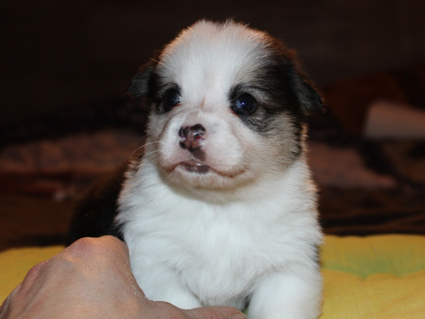 du clos d'Arlequin - Chiots disponibles - Welsh Corgi Pembroke
