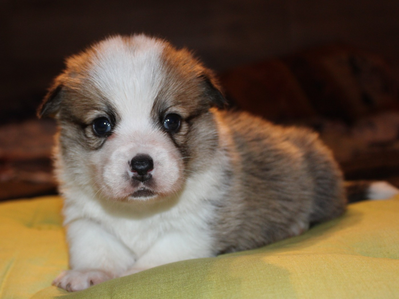 du clos d'Arlequin - Chiots disponibles - Welsh Corgi Pembroke
