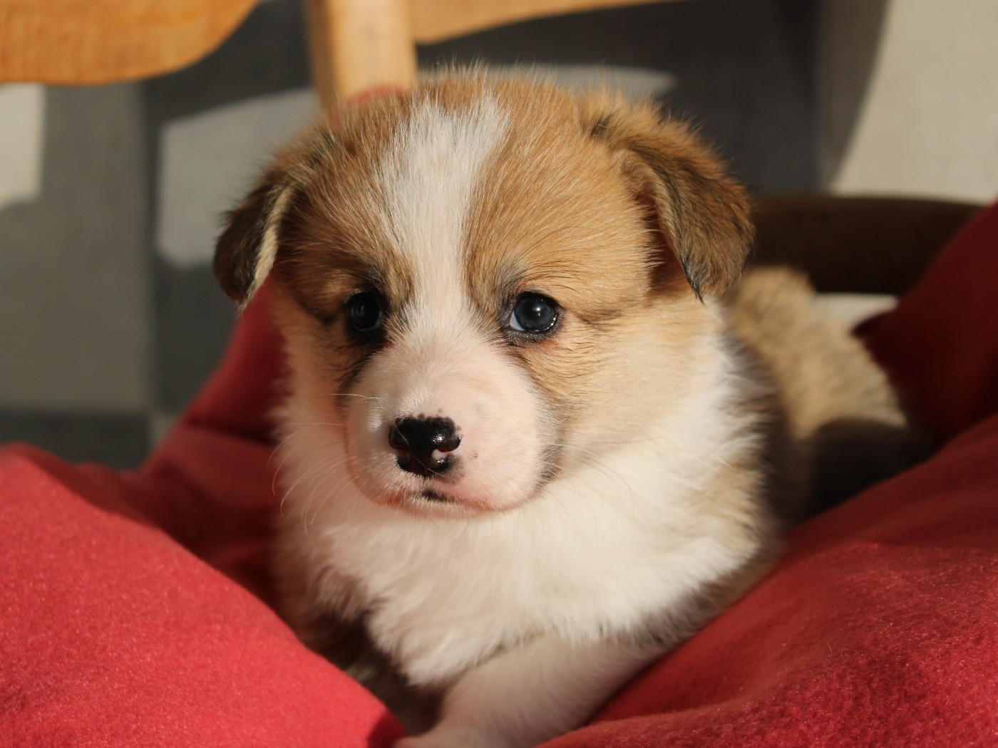 du clos d'Arlequin - Chiots disponibles - Welsh Corgi Pembroke