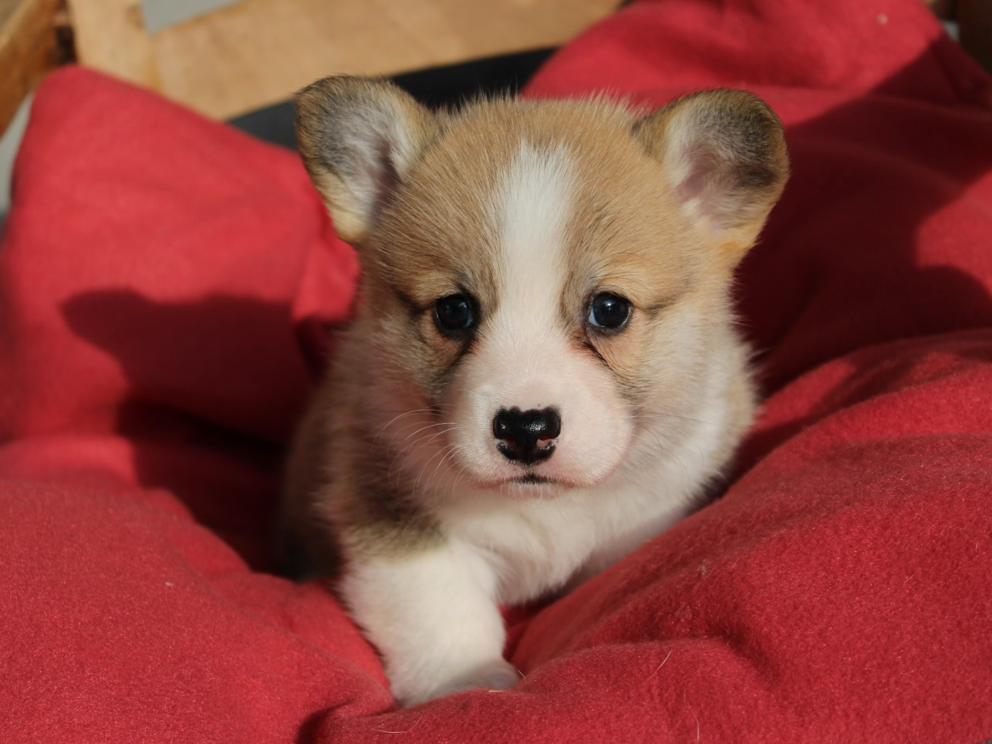 du clos d'Arlequin - Chiots disponibles - Welsh Corgi Pembroke