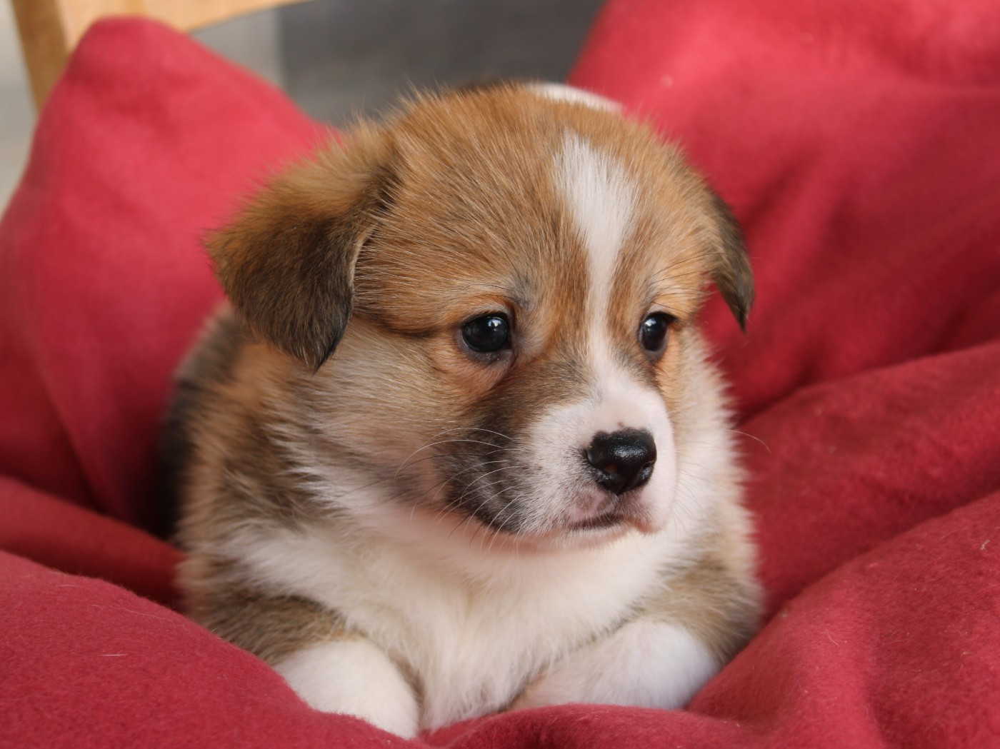 du clos d'Arlequin - Chiots disponibles - Welsh Corgi Pembroke