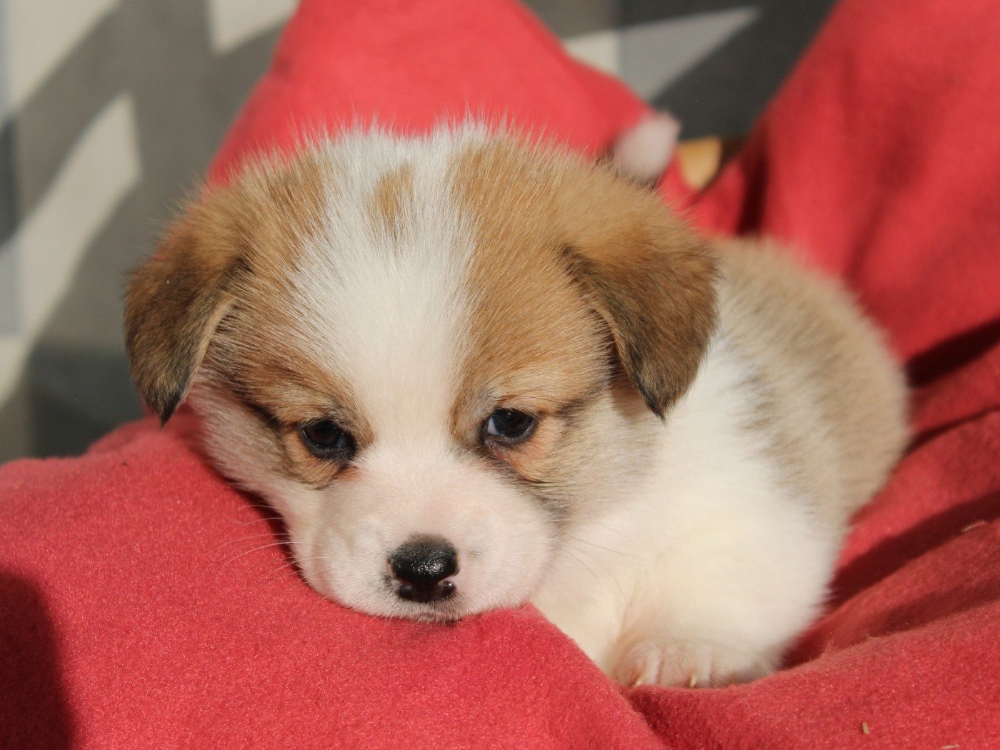 du clos d'Arlequin - Chiots disponibles - Welsh Corgi Pembroke