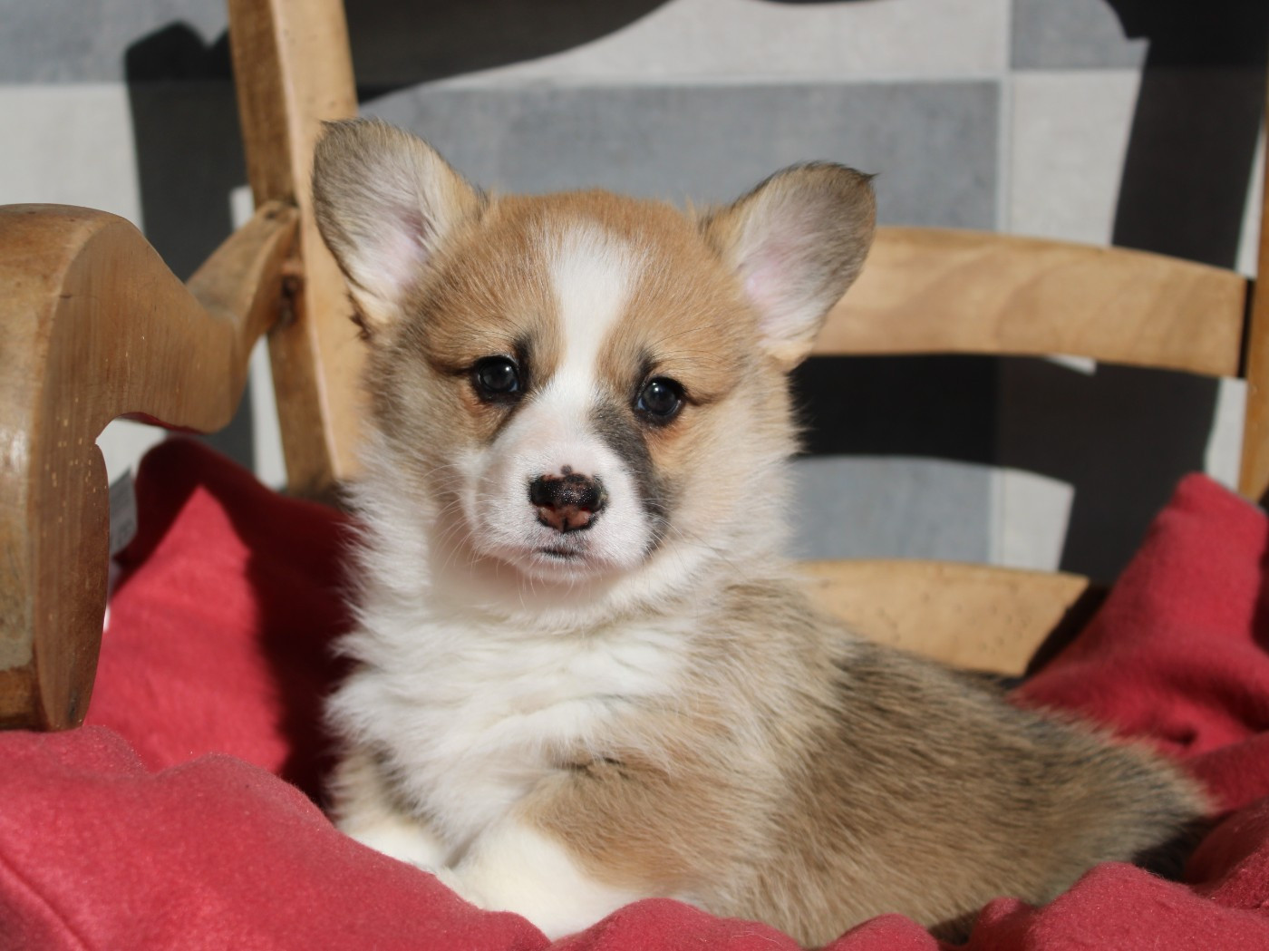 Chiot Welsh Corgi Pembroke du clos d'Arlequin