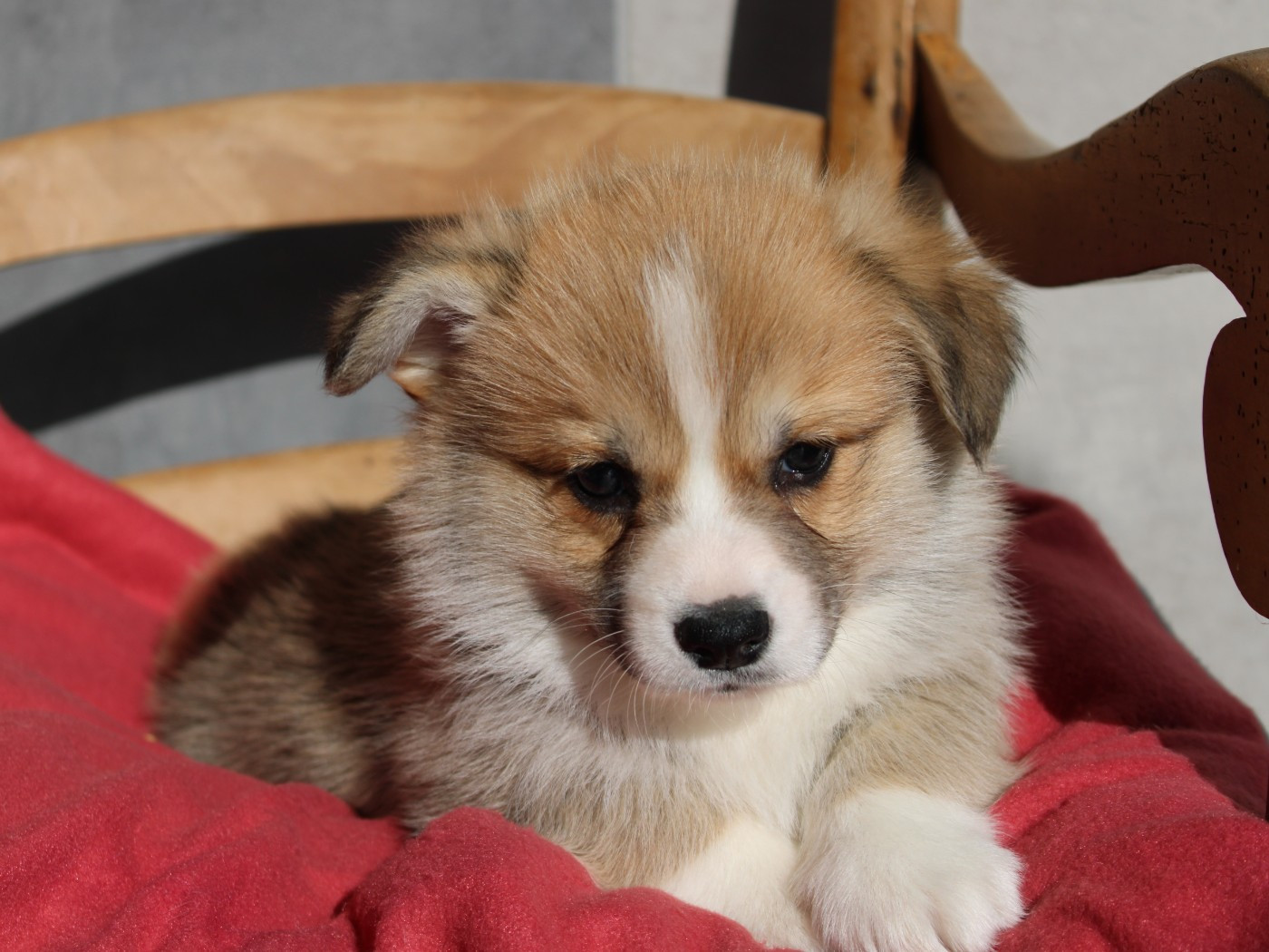 du clos d'Arlequin - Chiots disponibles - Welsh Corgi Pembroke