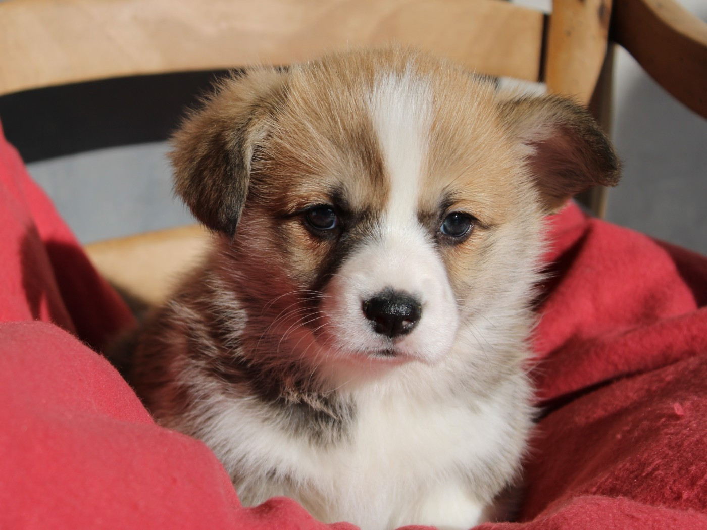 du clos d'Arlequin - Chiots disponibles - Welsh Corgi Pembroke