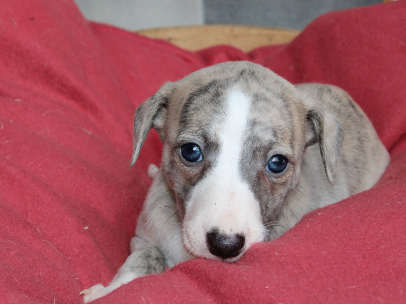 du clos d'Arlequin - Chiots disponibles - Whippet