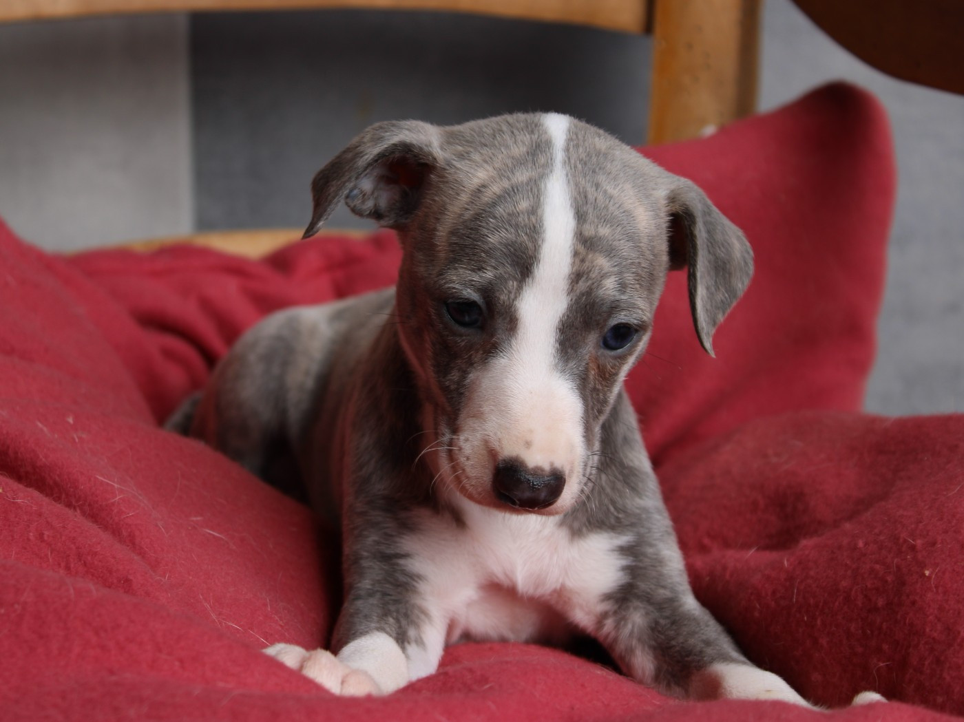 du clos d'Arlequin - Chiots disponibles - Whippet