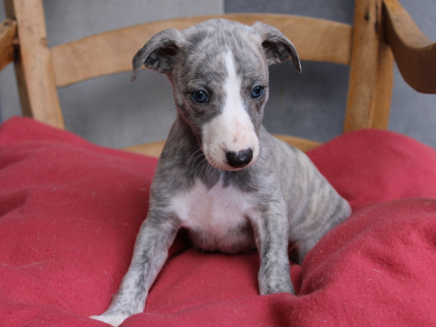 du clos d'Arlequin - Chiots disponibles - Whippet