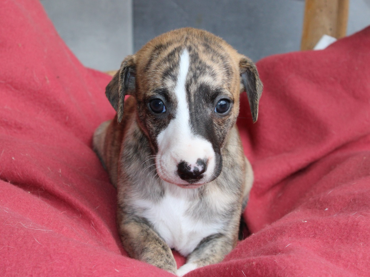 du clos d'Arlequin - Chiots disponibles - Whippet