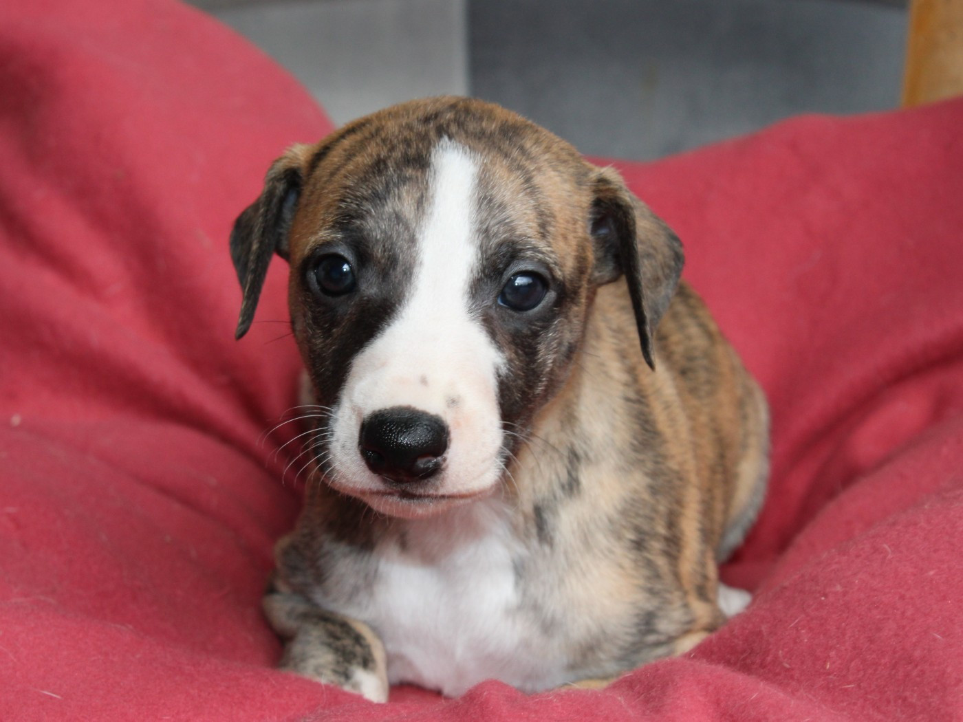 du clos d'Arlequin - Chiots disponibles - Whippet