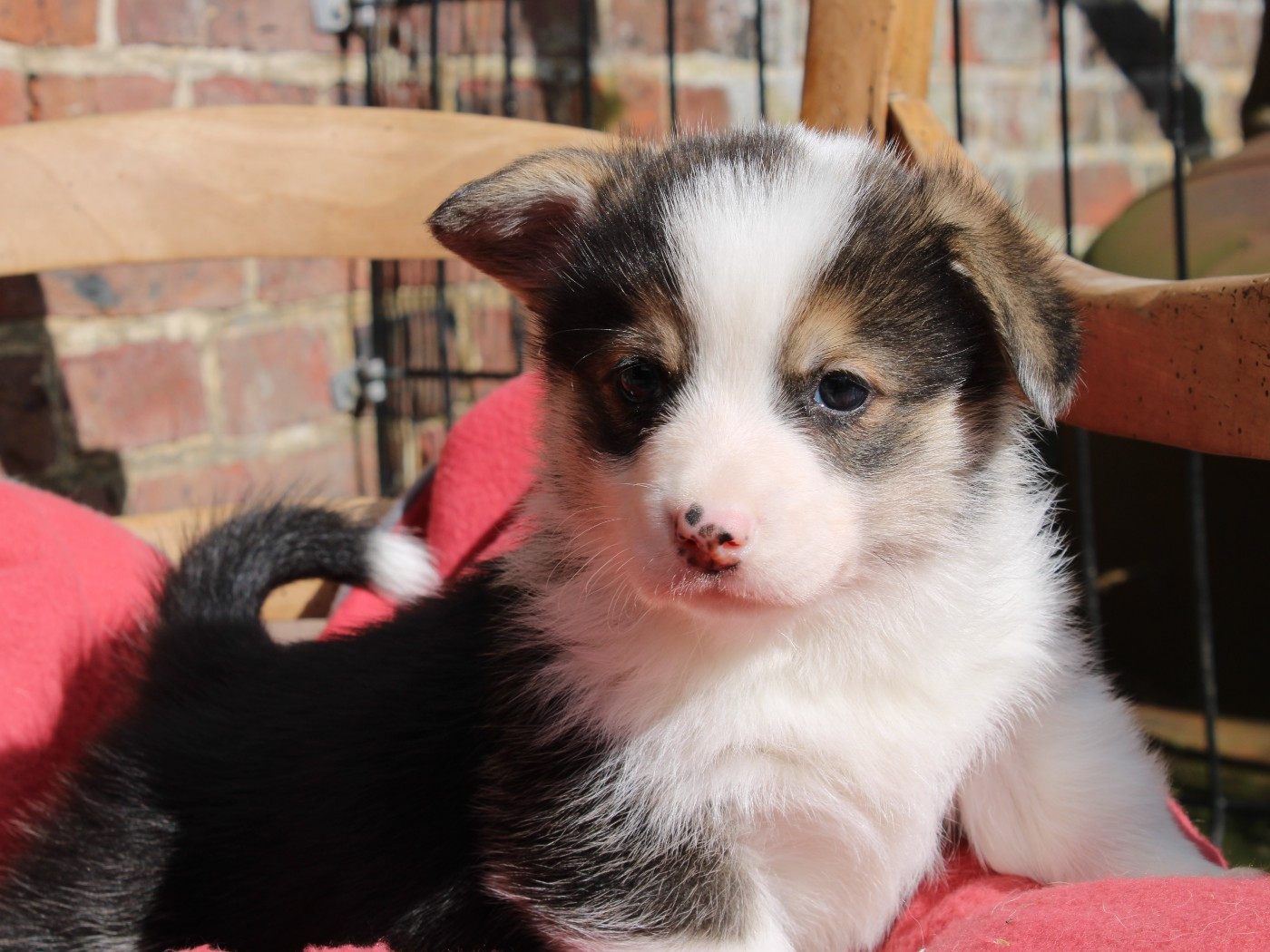 du clos d'Arlequin - Chiots disponibles - Welsh Corgi Pembroke