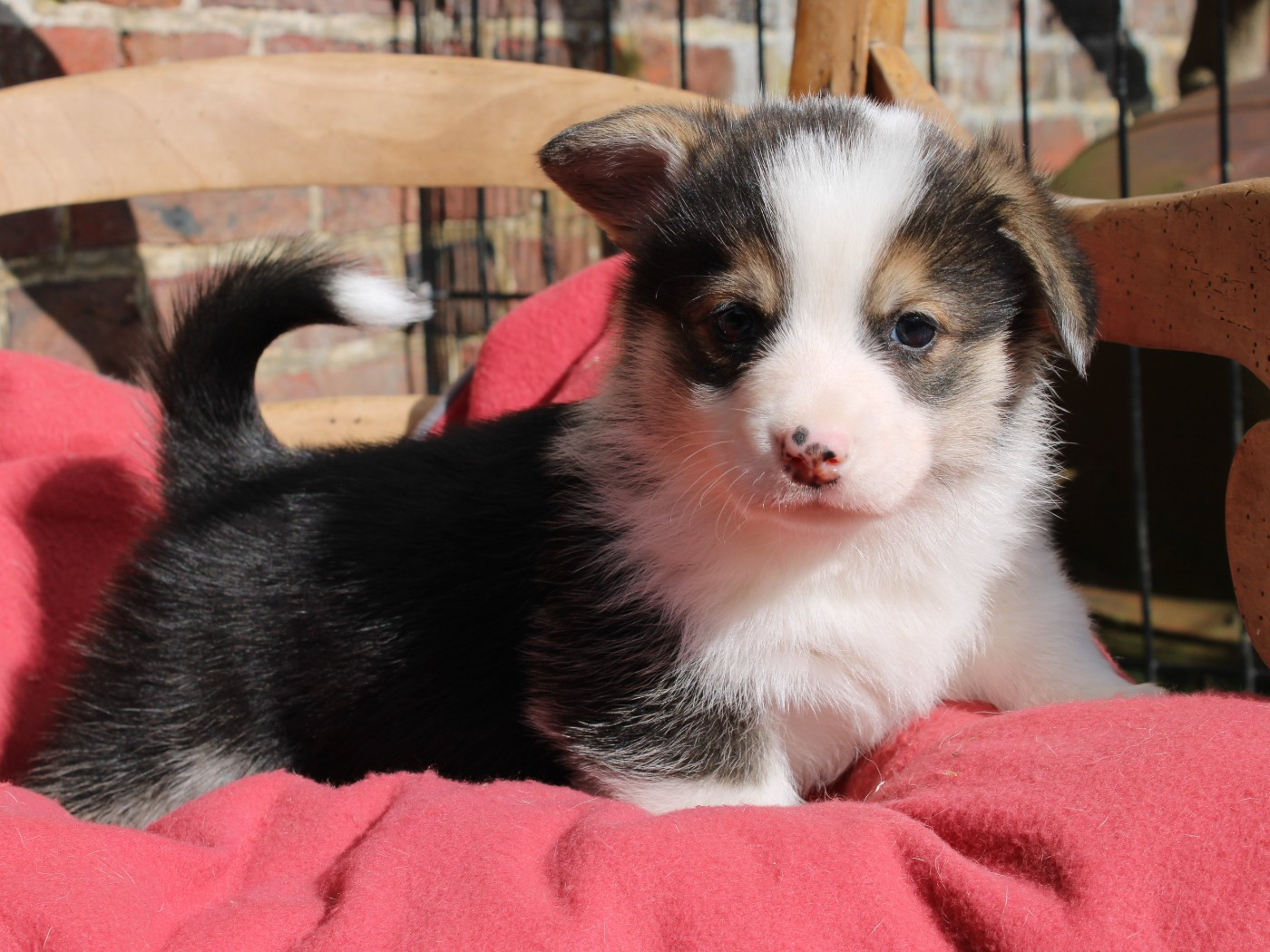 Chiot Welsh Corgi Pembroke du clos d'Arlequin