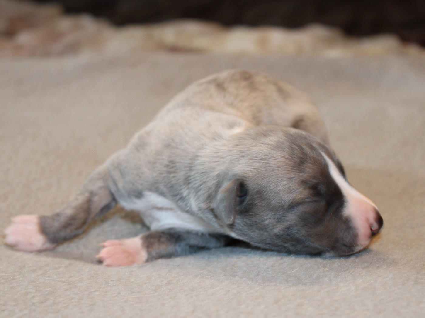 du clos d'Arlequin - Chiots disponibles - Whippet