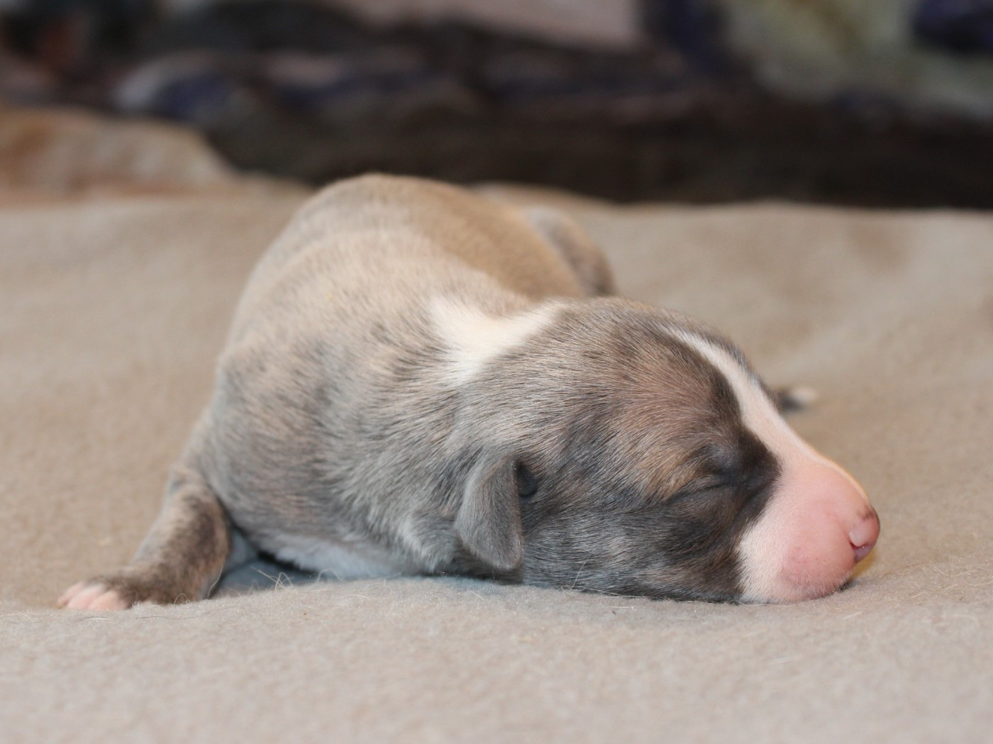 du clos d'Arlequin - Chiots disponibles - Whippet