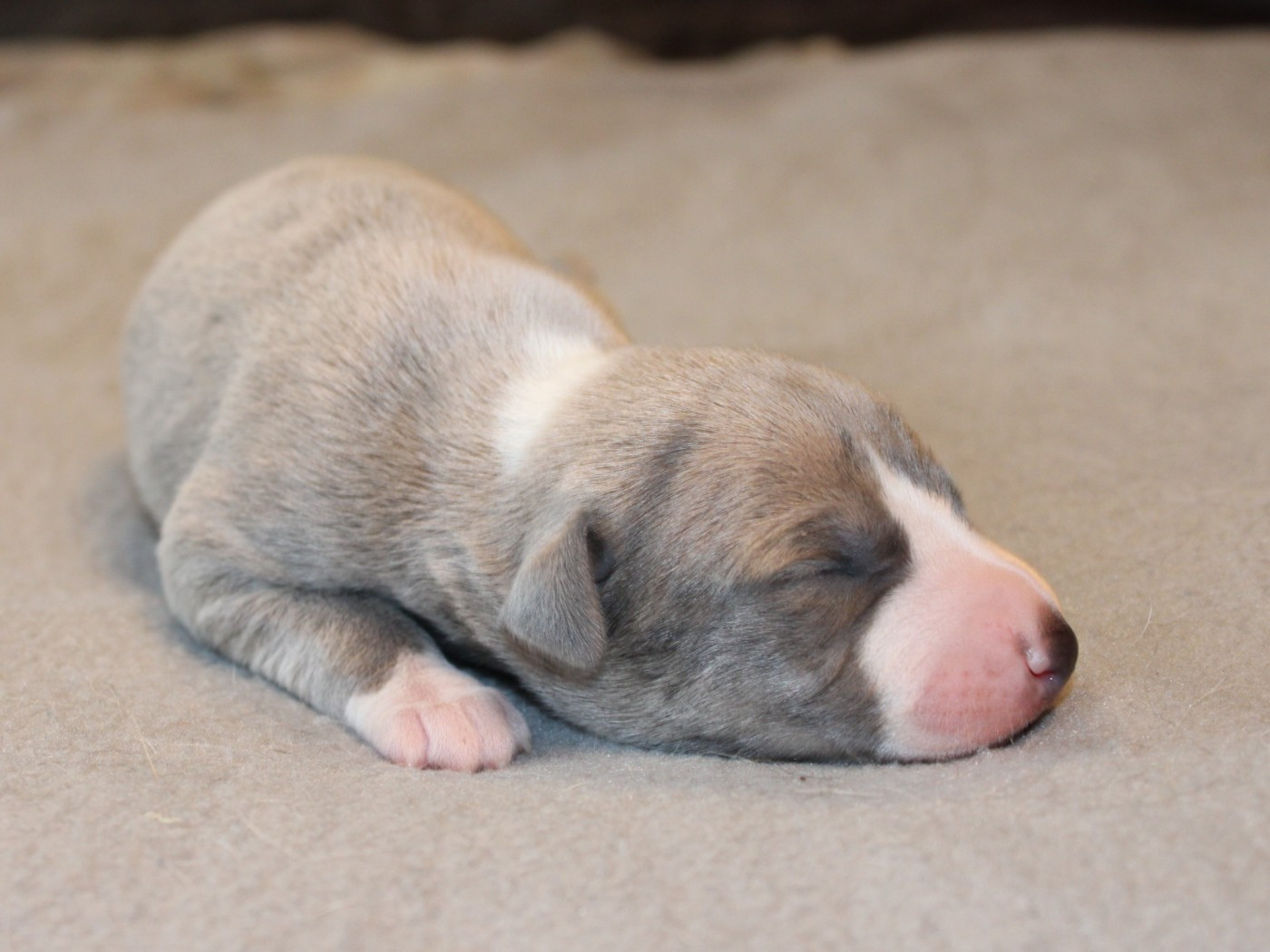 du clos d'Arlequin - Chiots disponibles - Whippet