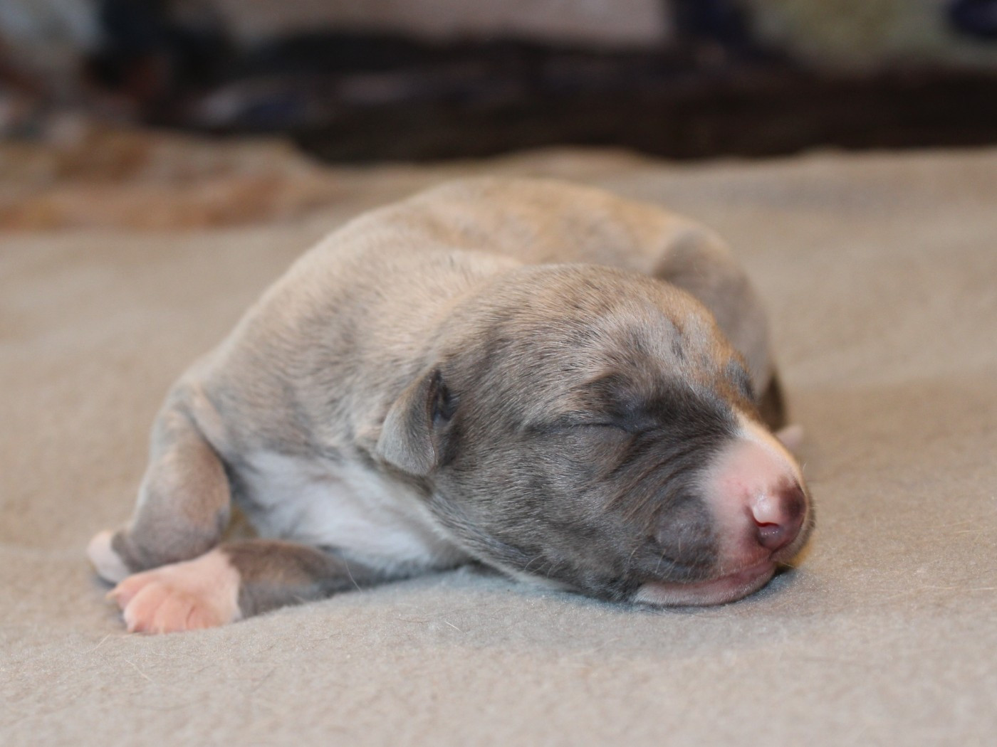 du clos d'Arlequin - Chiots disponibles - Whippet