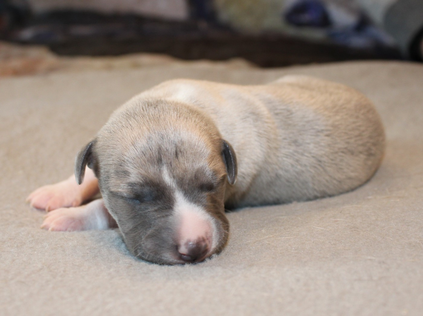 du clos d'Arlequin - Chiots disponibles - Whippet