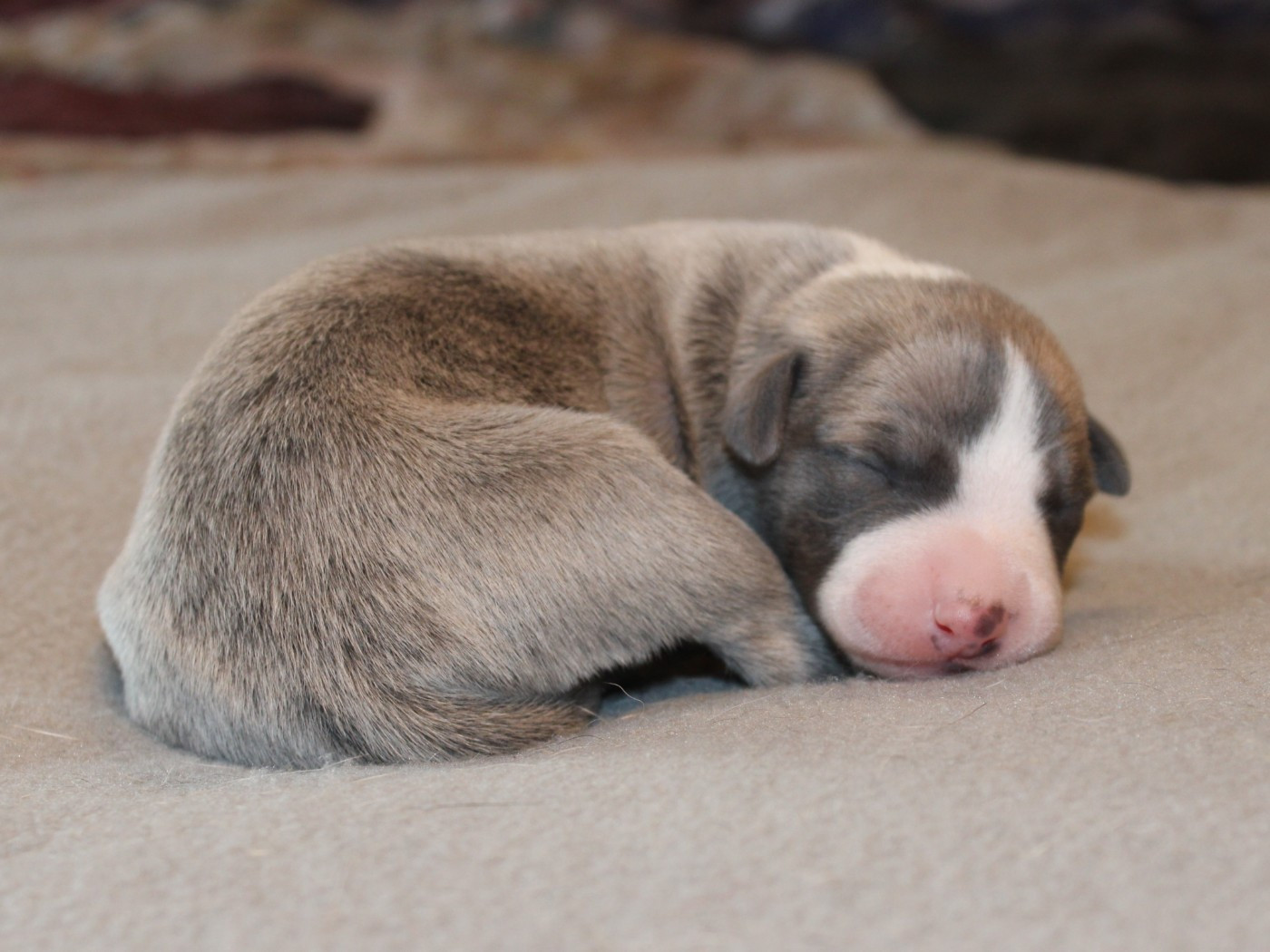Chiot Whippet du clos d'Arlequin