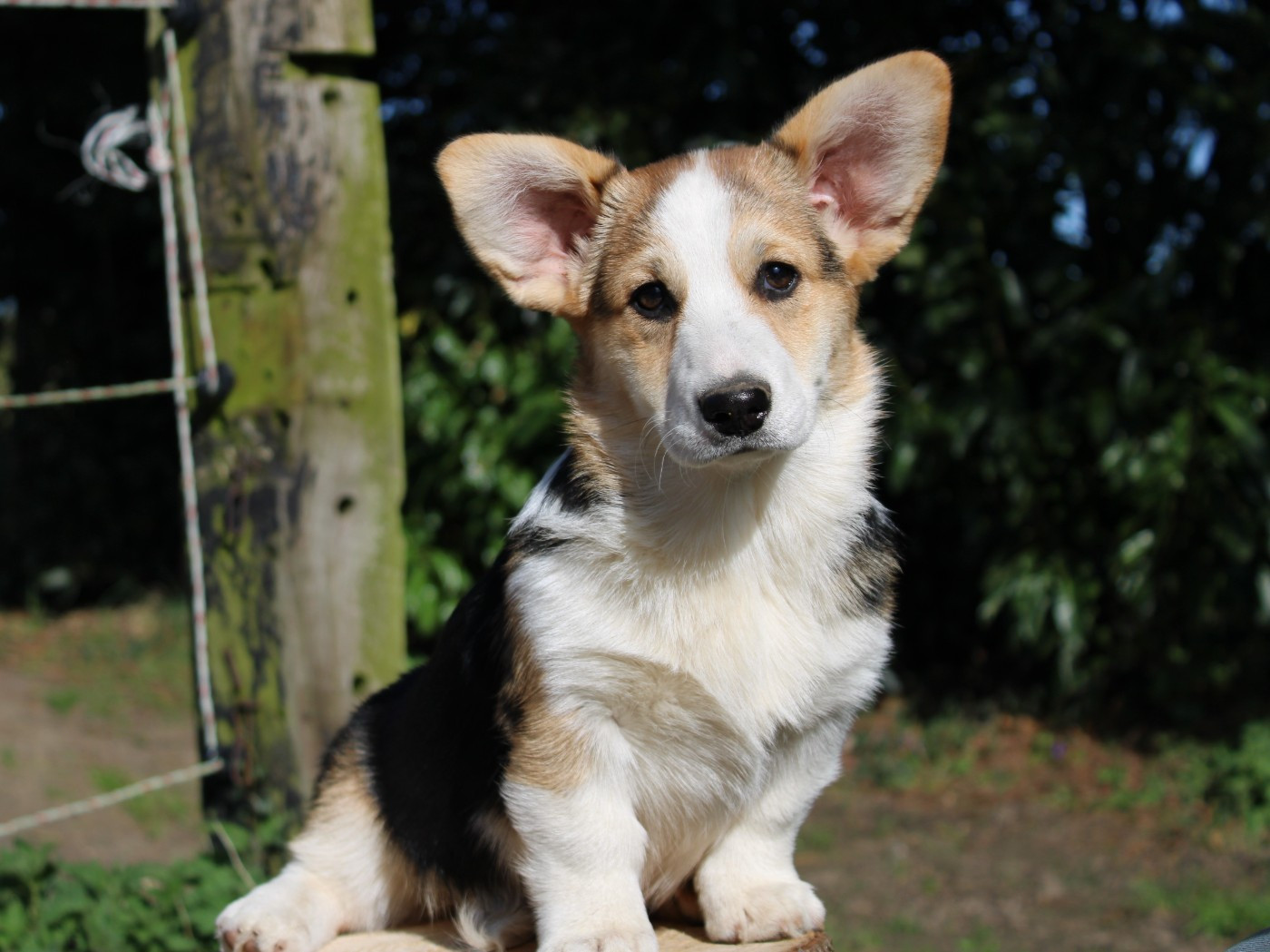 du clos d'Arlequin - Chiots disponibles - Welsh Corgi Pembroke